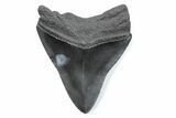 Serrated, Fossil Megalodon Tooth - South Carolina #370484-1